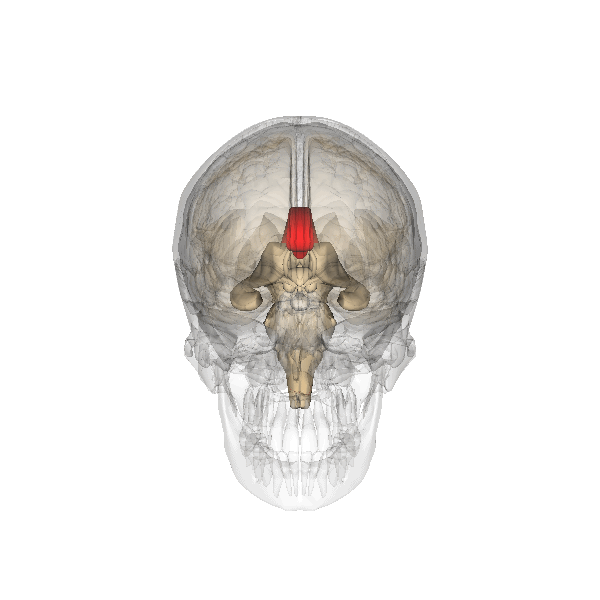 Corpus_callosum.gif