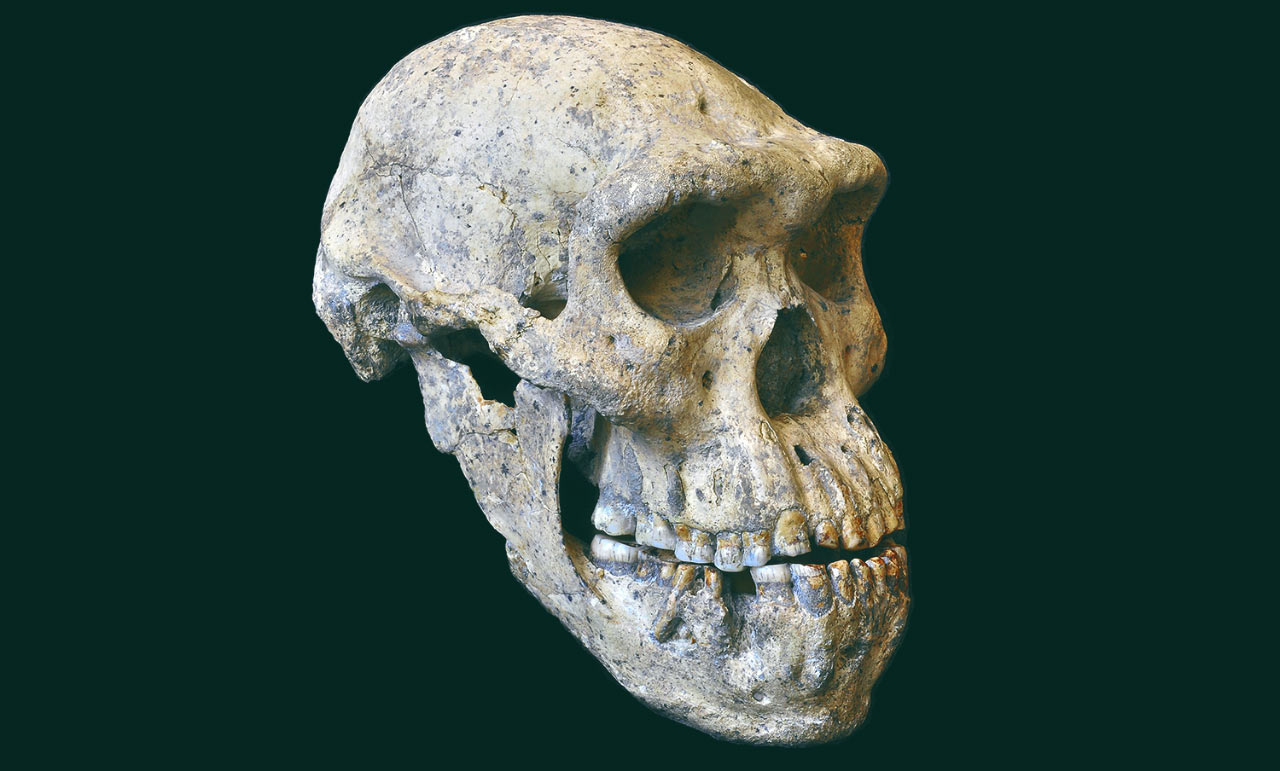 Dmanisi Human: Skull from Georgia Implies All Early Homo Species were One |  Anthropology | Sci-News.com