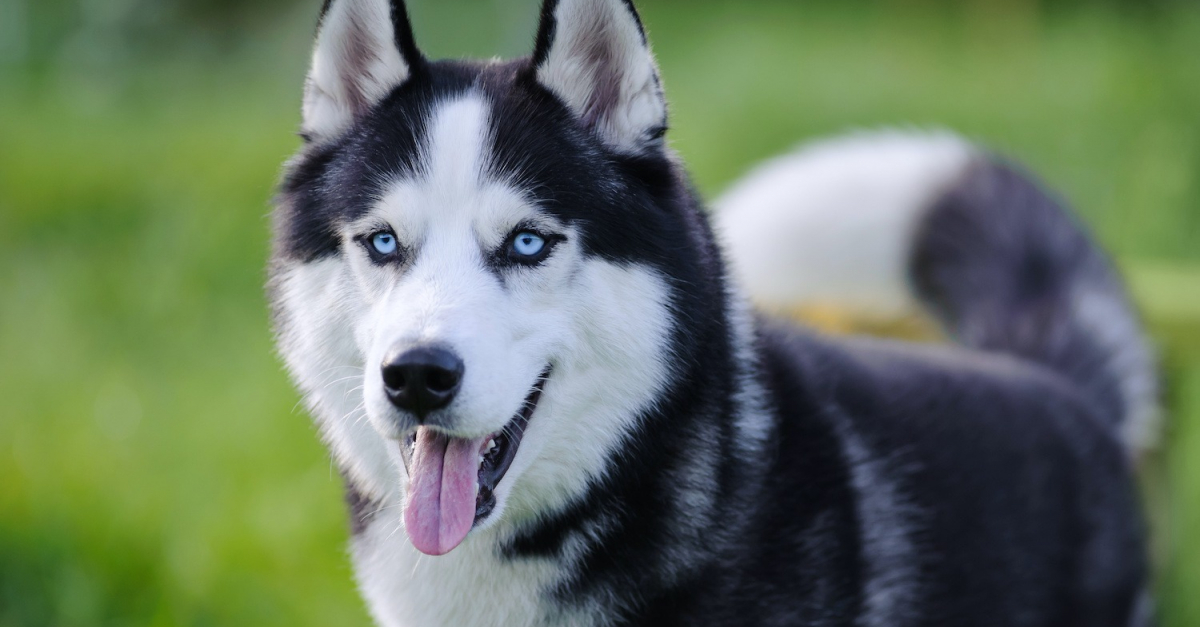 Husky Sibérien : histoire, caractéristiques, éducation et coût