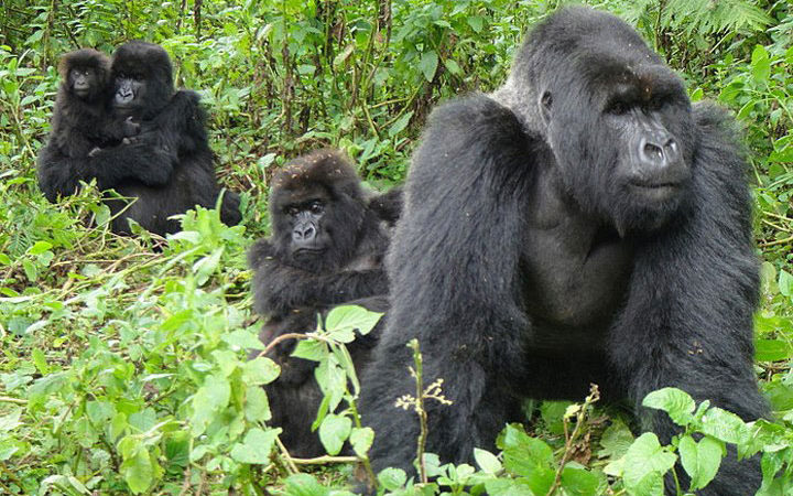 uganda-mountain-gorillas-720x450.jpg