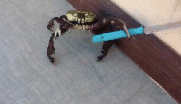 1455630691-crab-gif.gif
