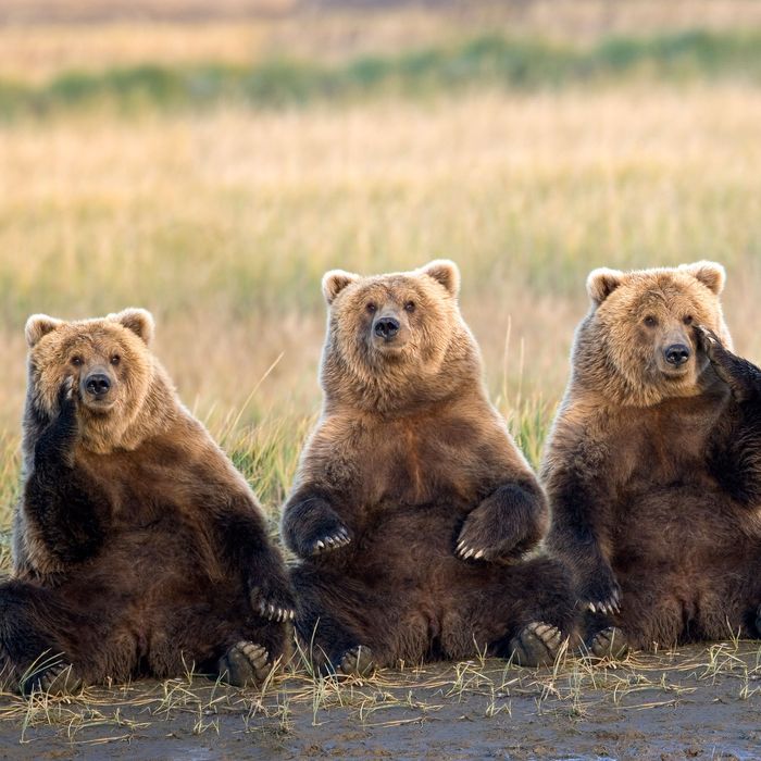 05-fat-bear-week.w700.h700.jpg