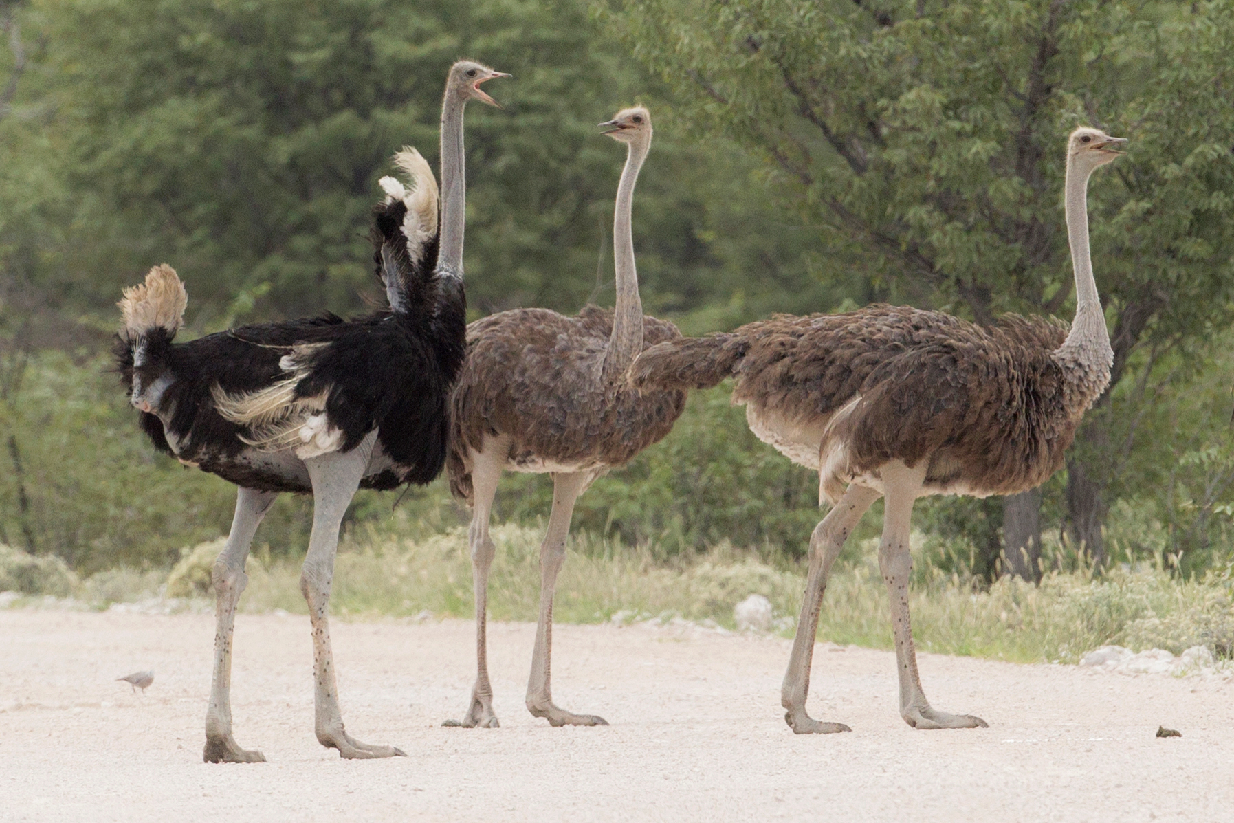 Struthio_camelus_-_Etosha_2014_%283%29.jpg