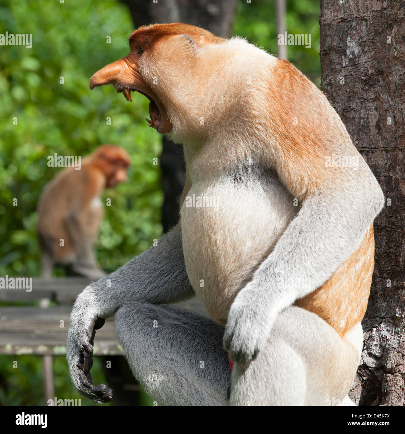 proboscis-monkey-dominant-male-nasalis-larvatus-threat-display-D45K7X.jpg