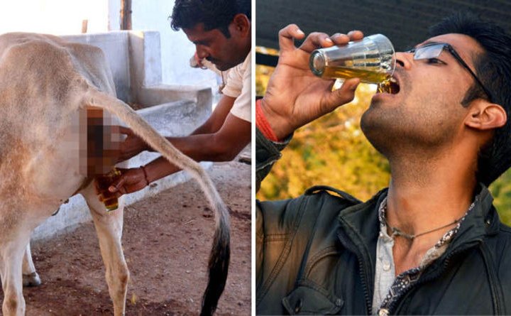 Cow Urine Is Now 16 Times More Expensive Than Milk Due To COVID-19 -  MobyGeek.com