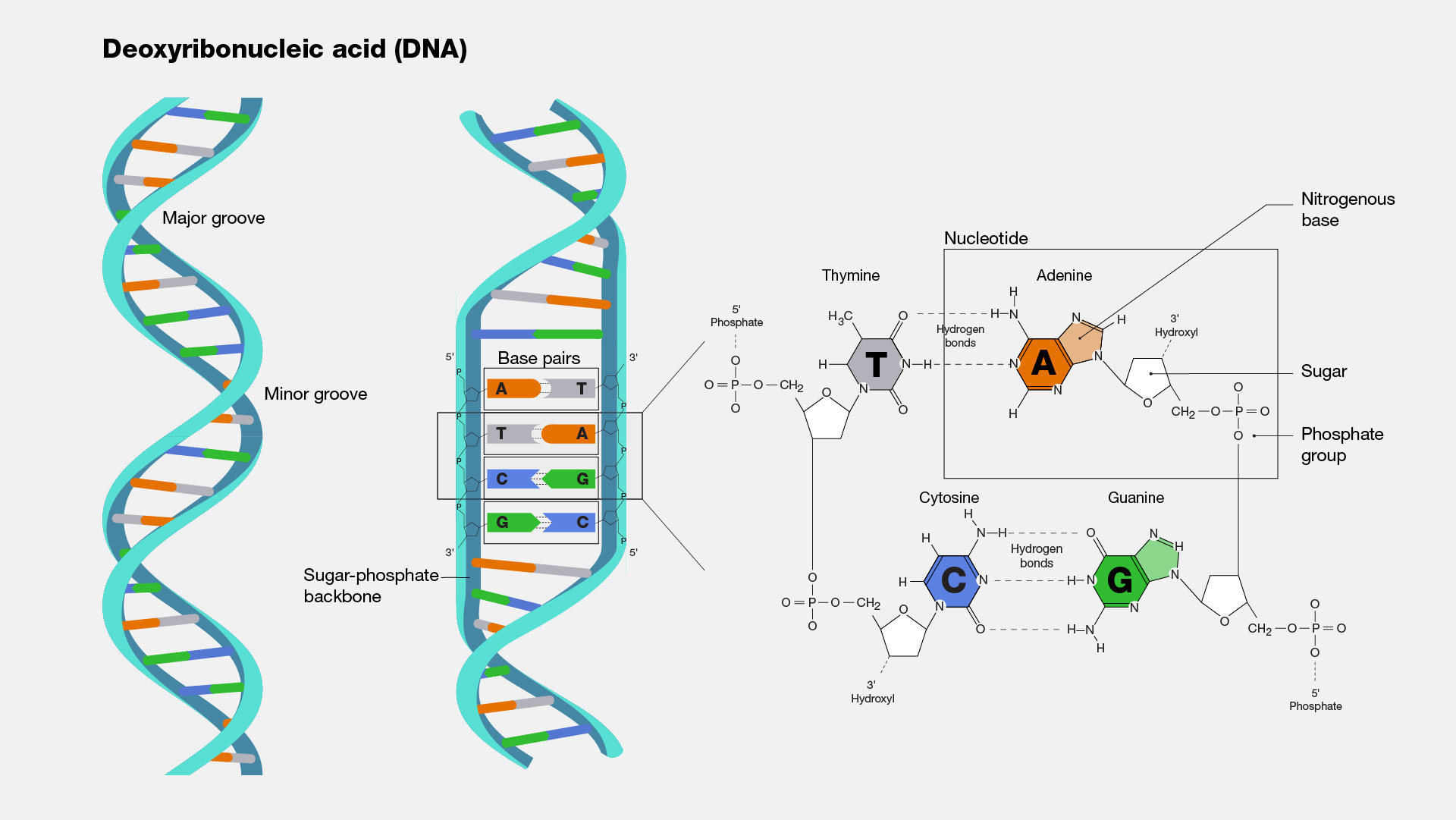 DNA.jpg