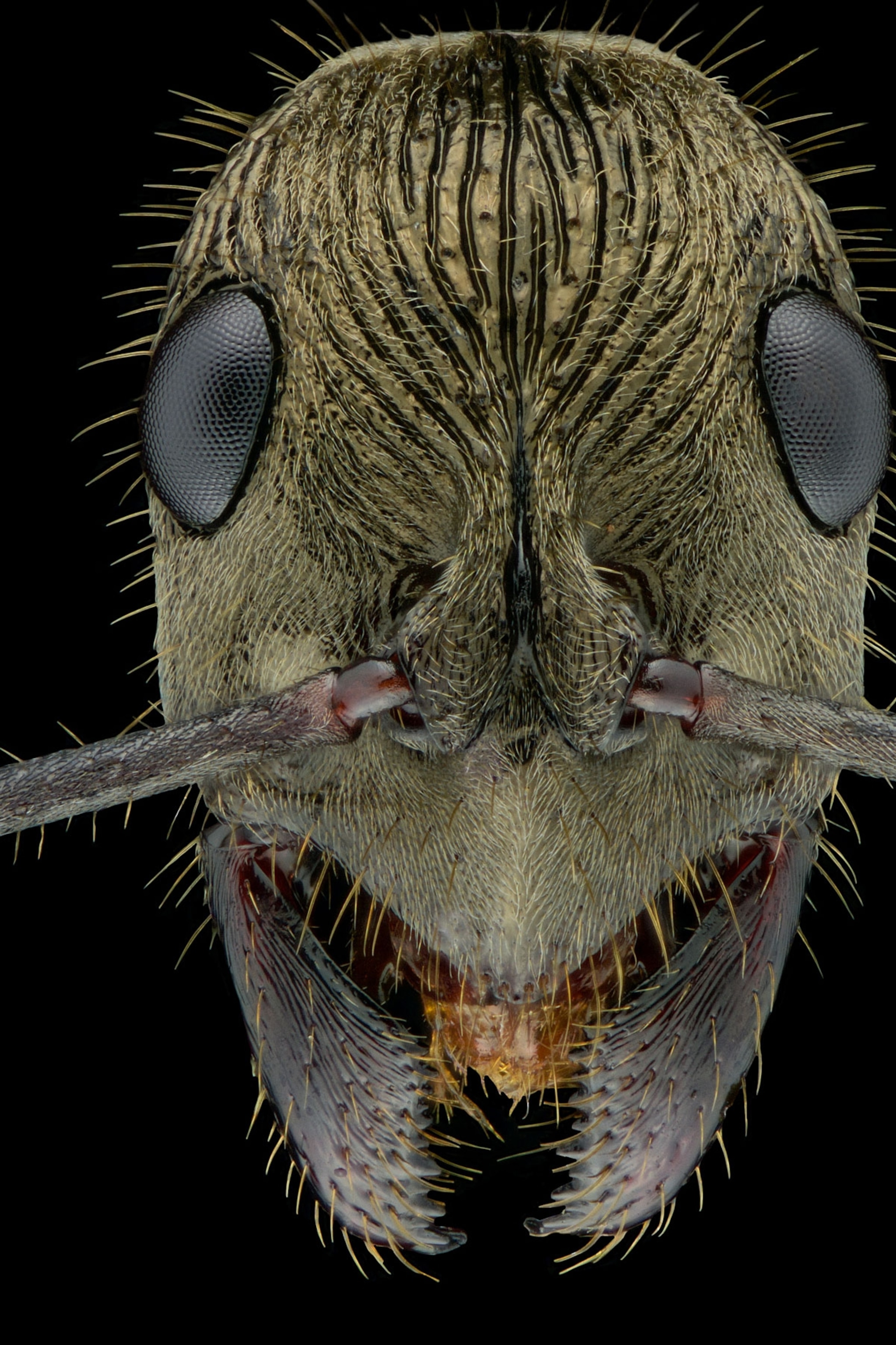 Diacamma-rugosum---Borneo_2x3.jpg