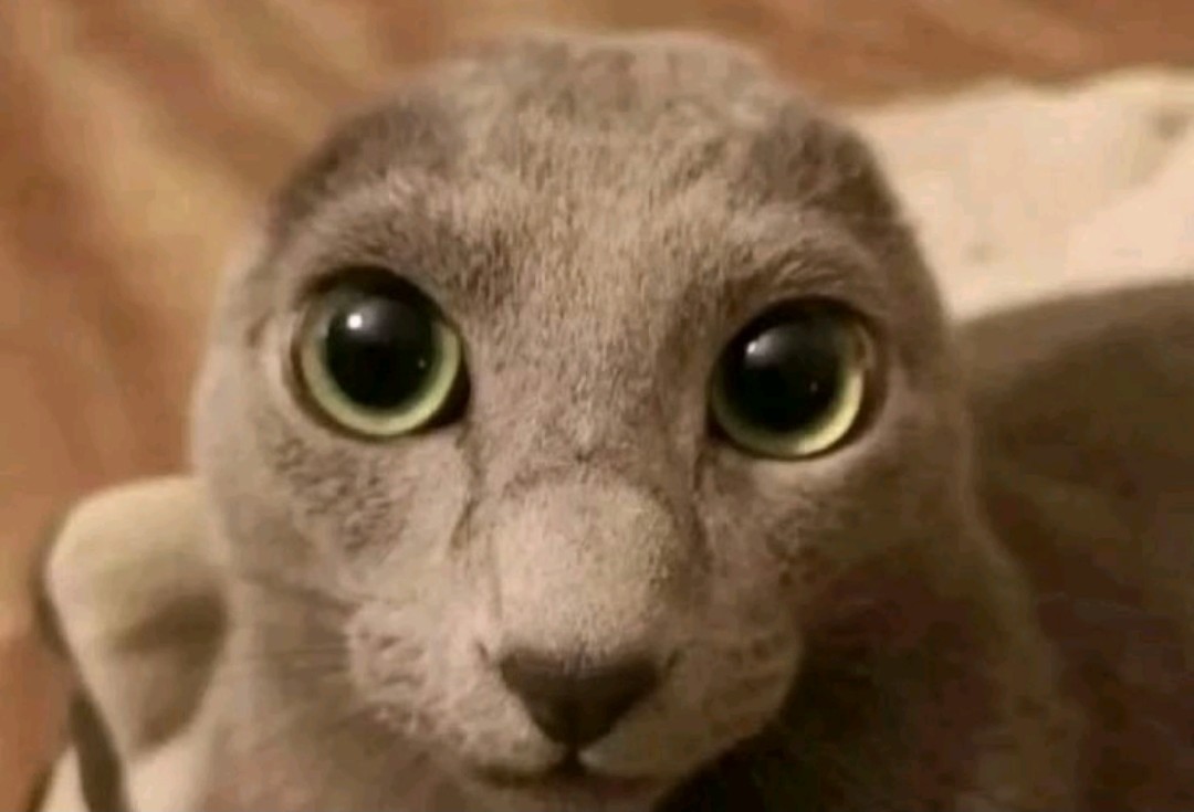 A-cat.jpg