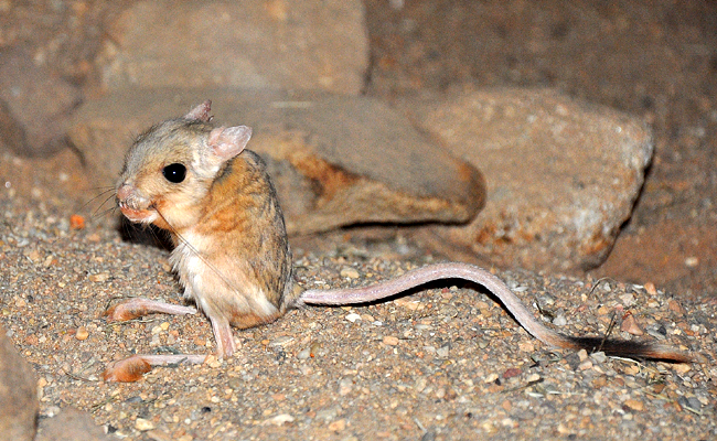 La gerboise, petit rongeur sauvage aux longues pattes