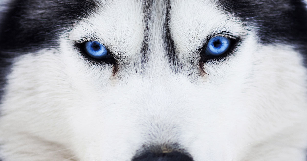 394-1951-Behind-Blue-Eyes-v1.jpg