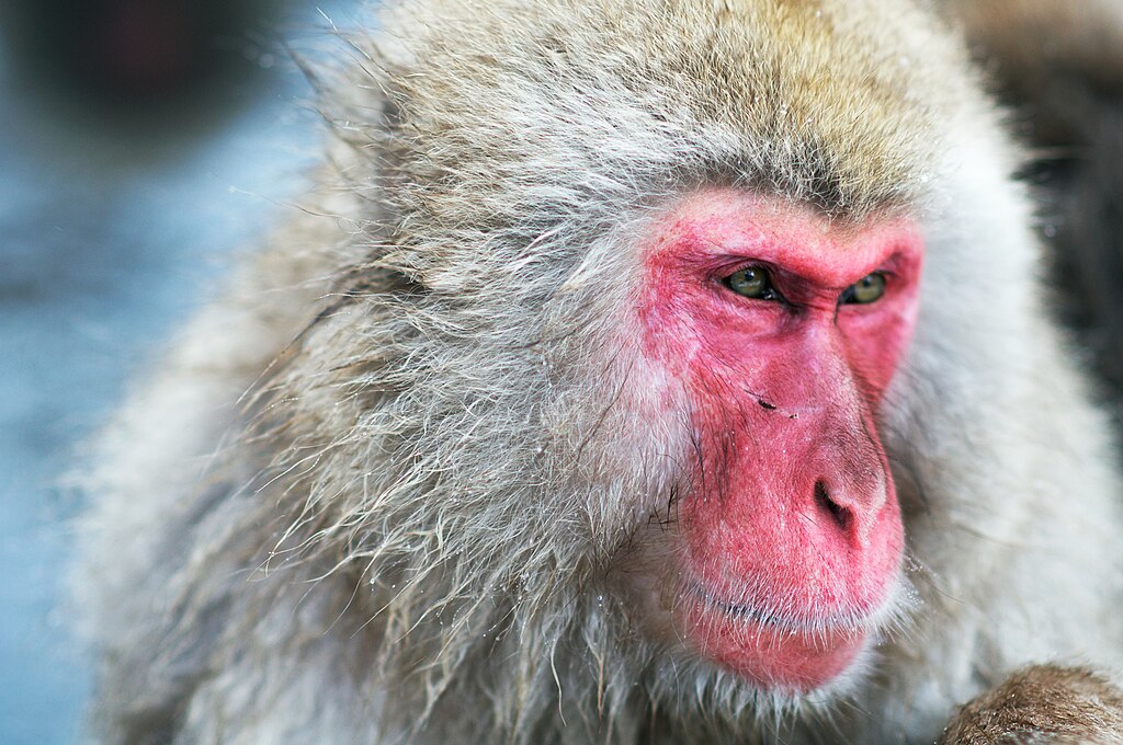 1024px-Japanese_Macaque_Fuscata_Image_370.jpg