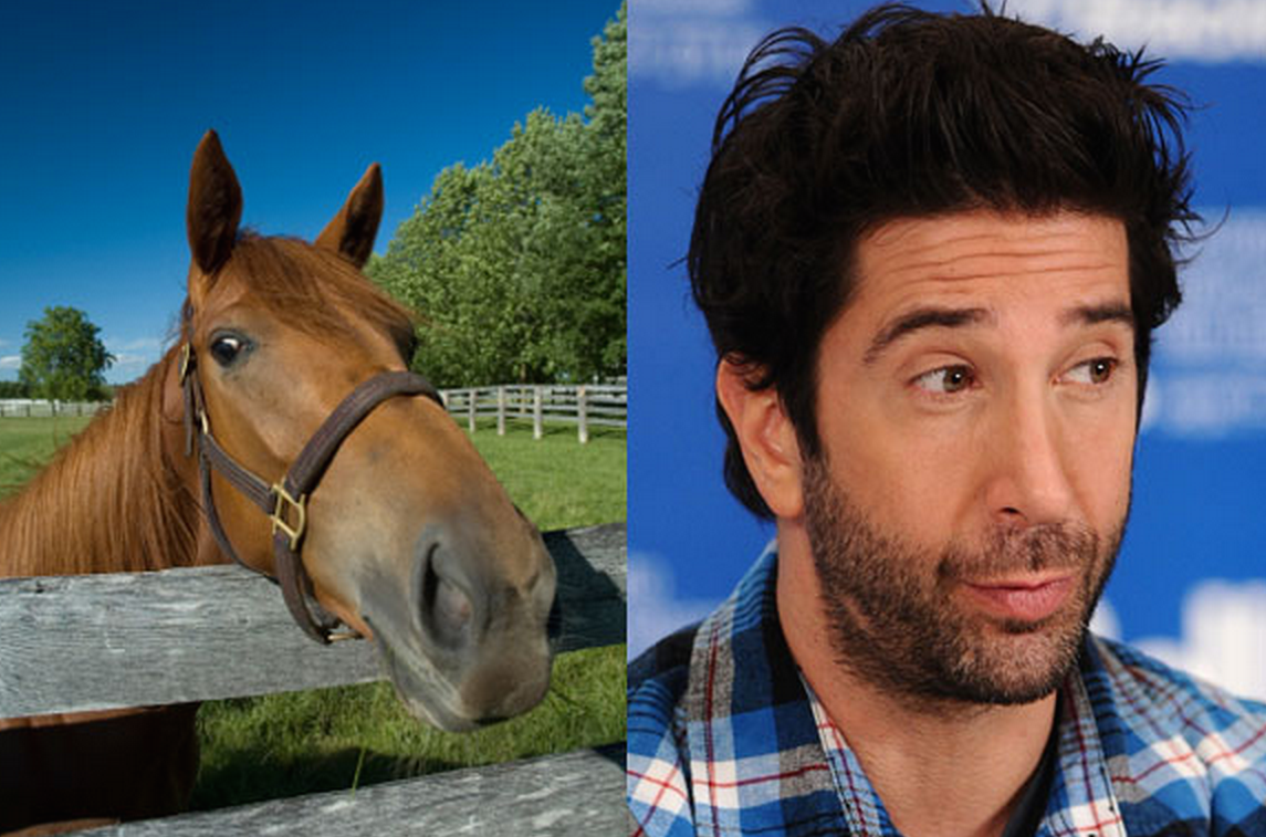david-schwimmer.png
