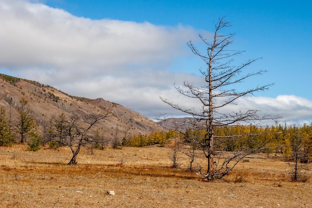 autumn-steppe-landscape-with-dry-tree-foreground-mountains-background-clouds-sky-old-yellow-brown-grass-ground-horizontal_337410-1417.jpg