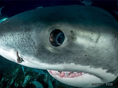 Shark-eyey-icon-400x300_02b9aacfc533d76b34402c3c3da31f1b.jpg