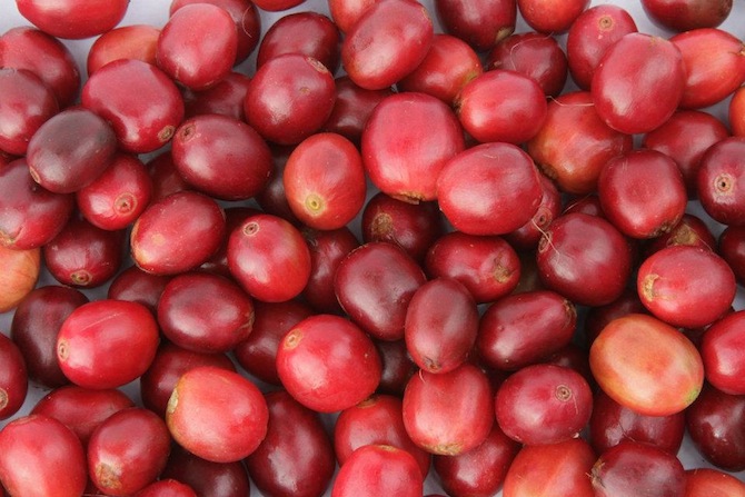 Coffee-cherries-via-KonaRed.jpg