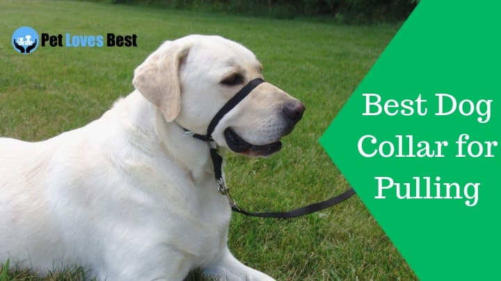 Featured-Image-Best-Dog-Collar-for-Pulling.jpg