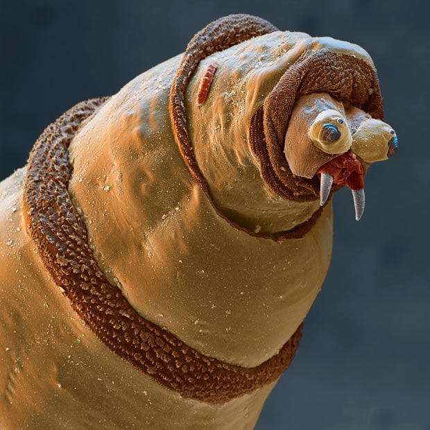 bluebottle-maggot_1689991i.jpg