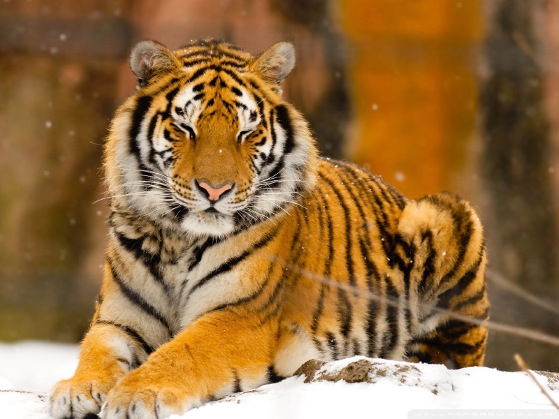 sleepy_siberian_tiger_wild_animal-wallpaper-800x600.jpg