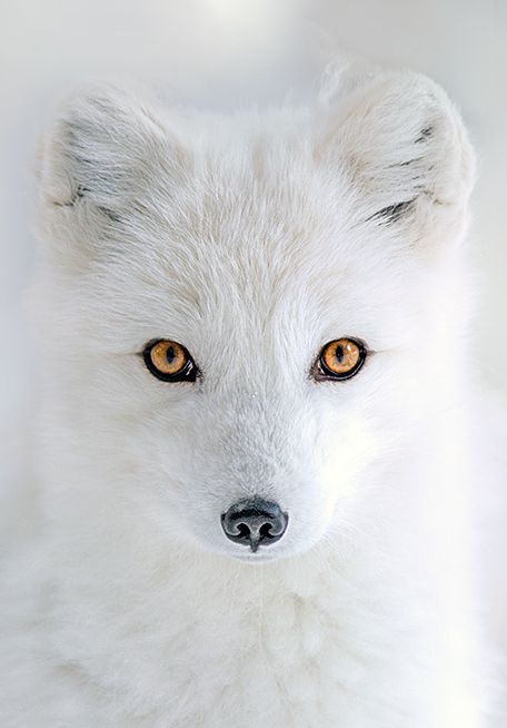 8120191156b2e431c03553da7d9b2ff2--arctic-animals-arctic-fox.jpg