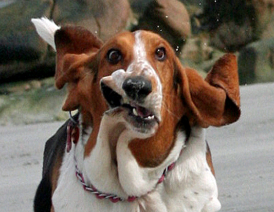 BASSETT-HOUND-BEACH-FACE.jpg