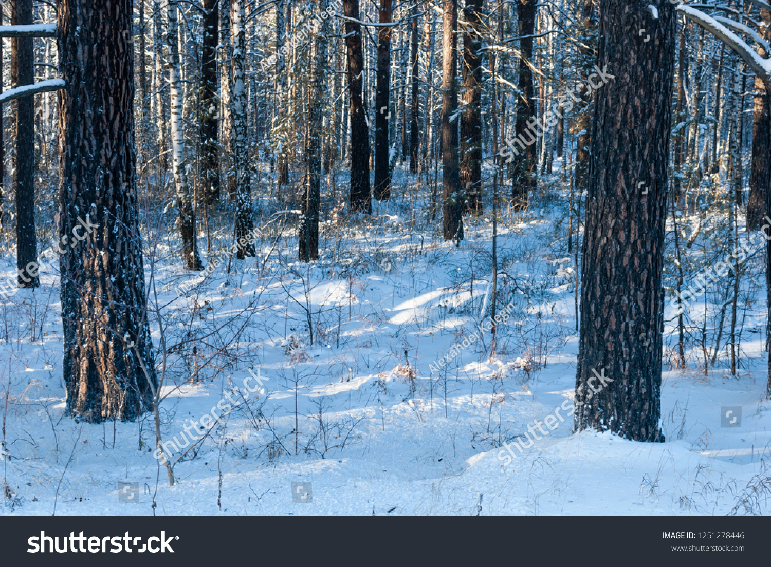 Image result for siberian forest winter