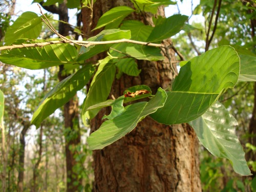 Shorea_robusta_in_Chhattisgarh.jpg