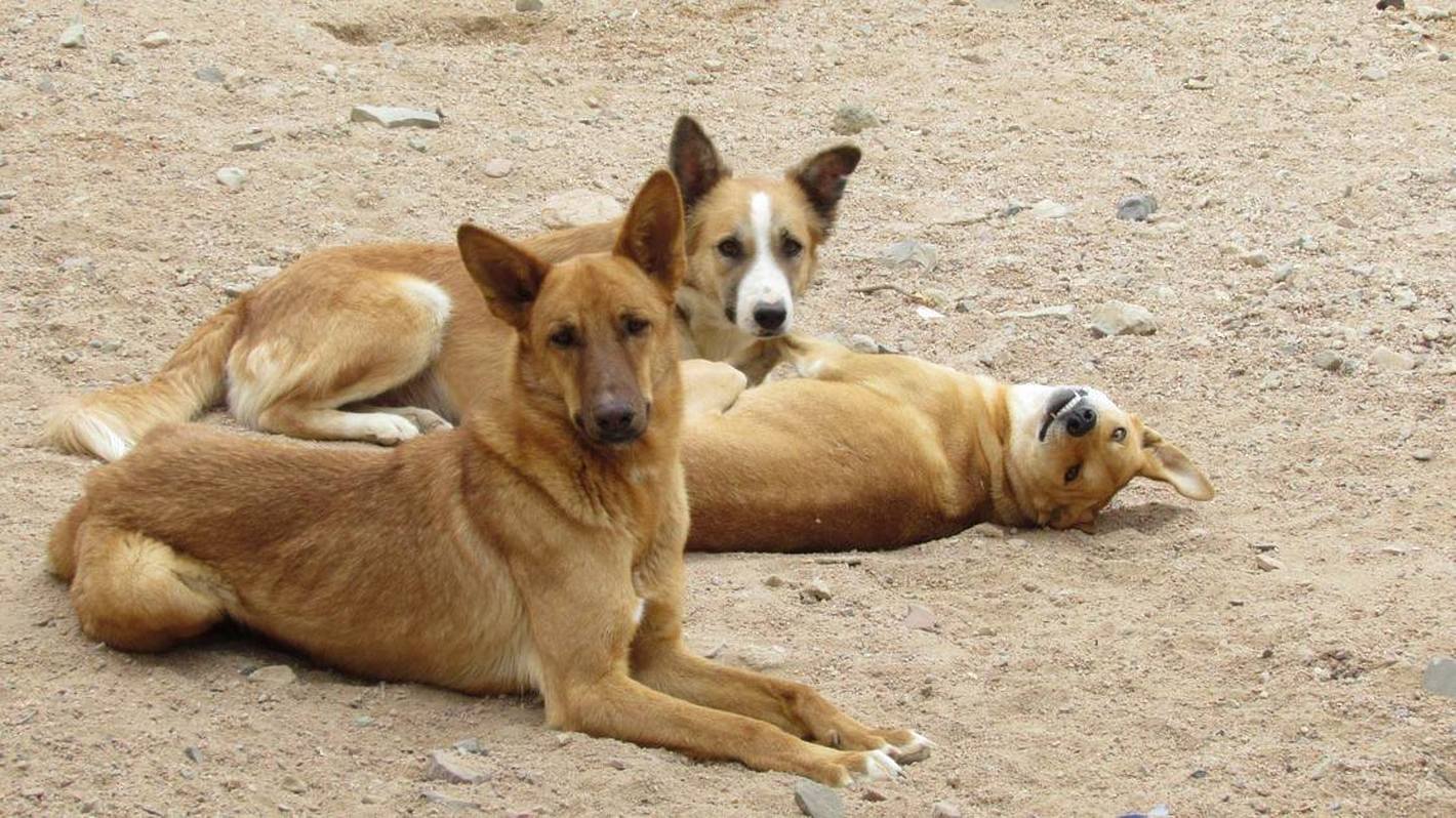 Trio_Of_Dogs_Janet_Egypt_1200x628.v1.jpg