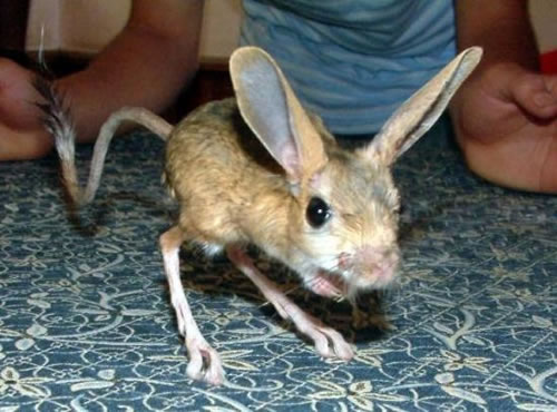 Jerboa - Wikipedia