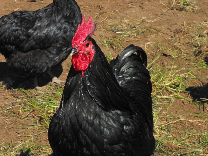 Australorp_Rooster.jpg