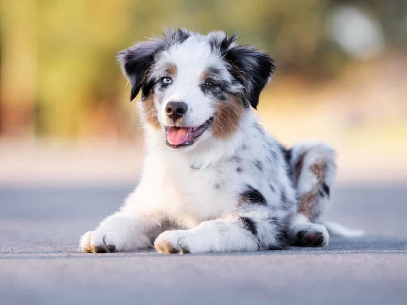 cutest-dog-breeds-scaled-e1655990275393.jpeg