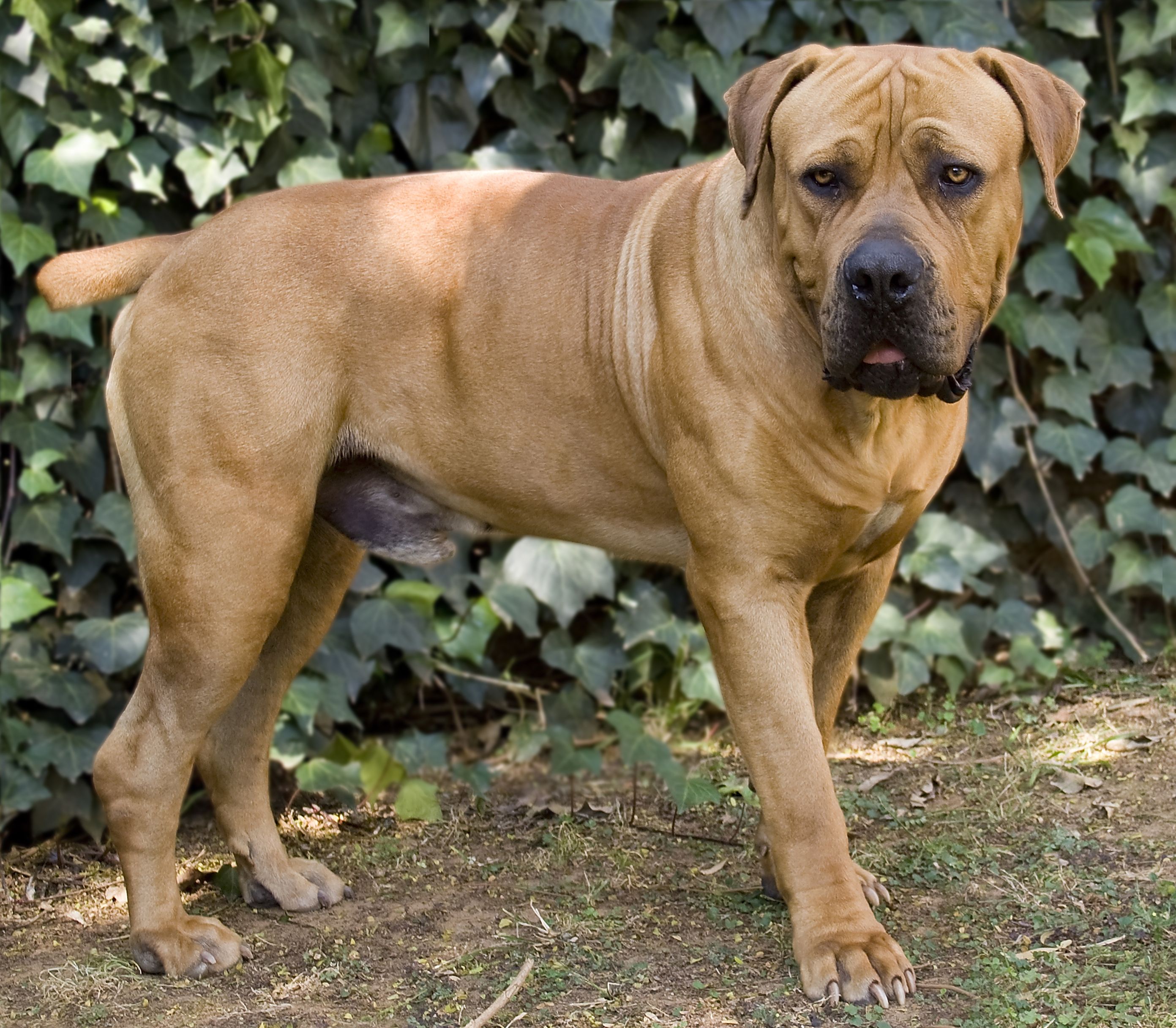 large-dog-breeds-boerboel-1626075490.jpg