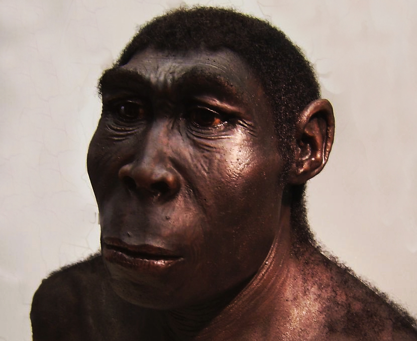 erectus2.jpg