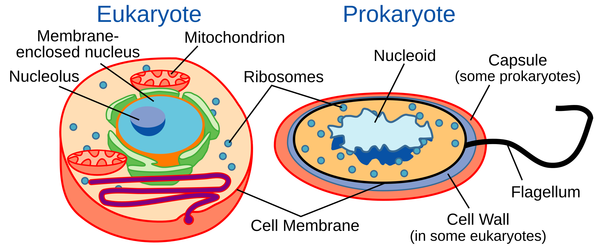 2000px-Celltypes.svg.png