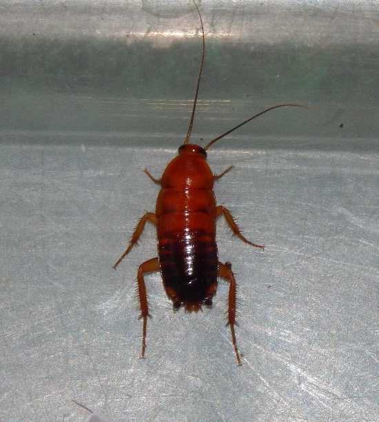 TURKISH-COCKROACH-8.jpg