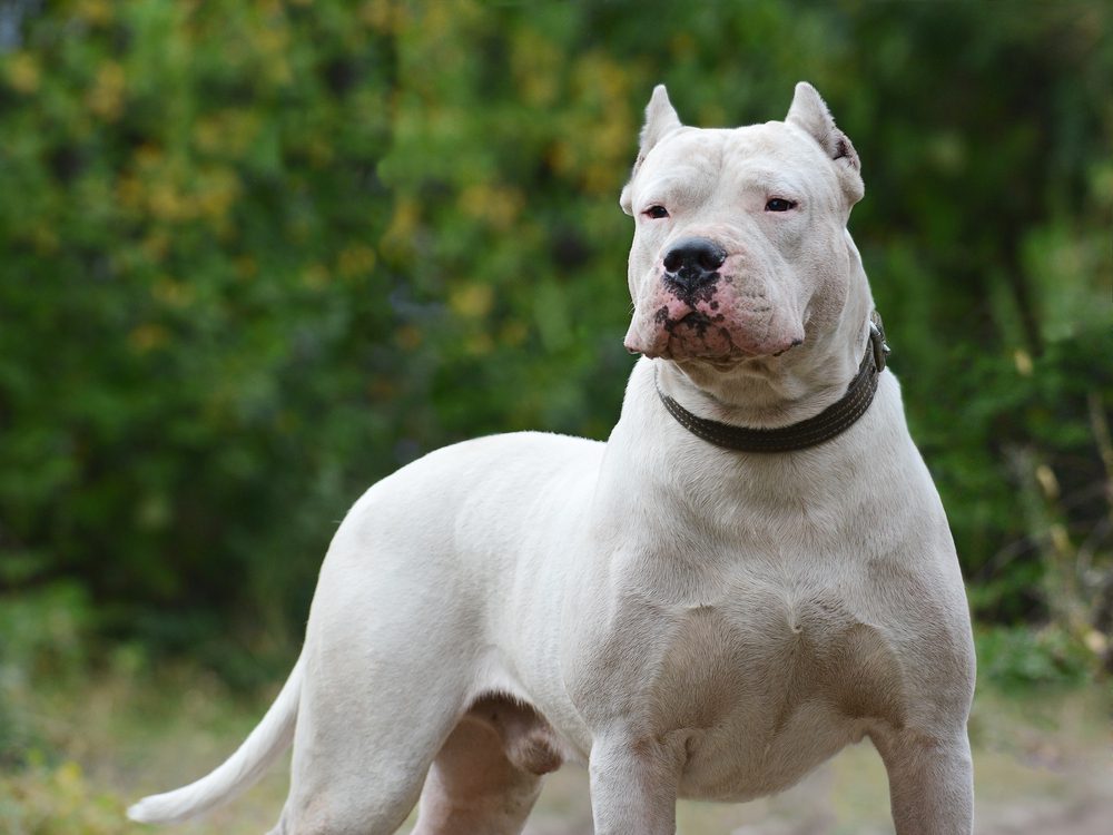 strong-dogo-argentino-standing-outdoors.jpg