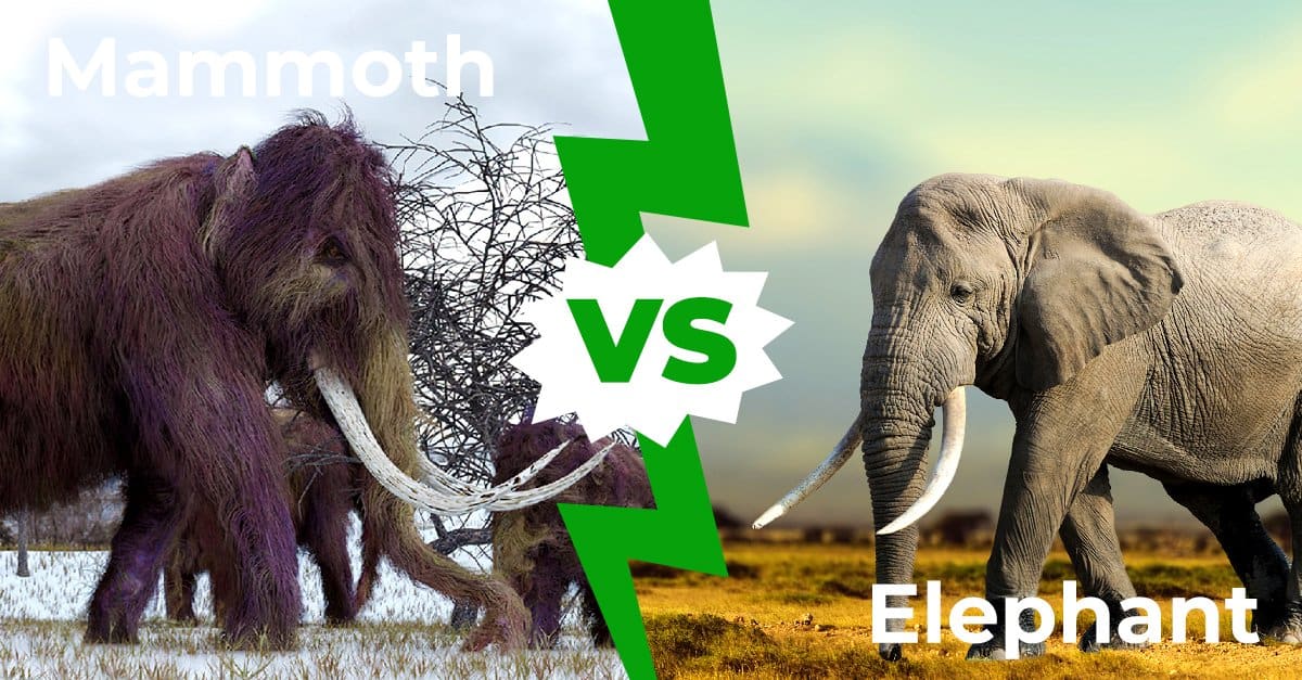 a-z-animals.com