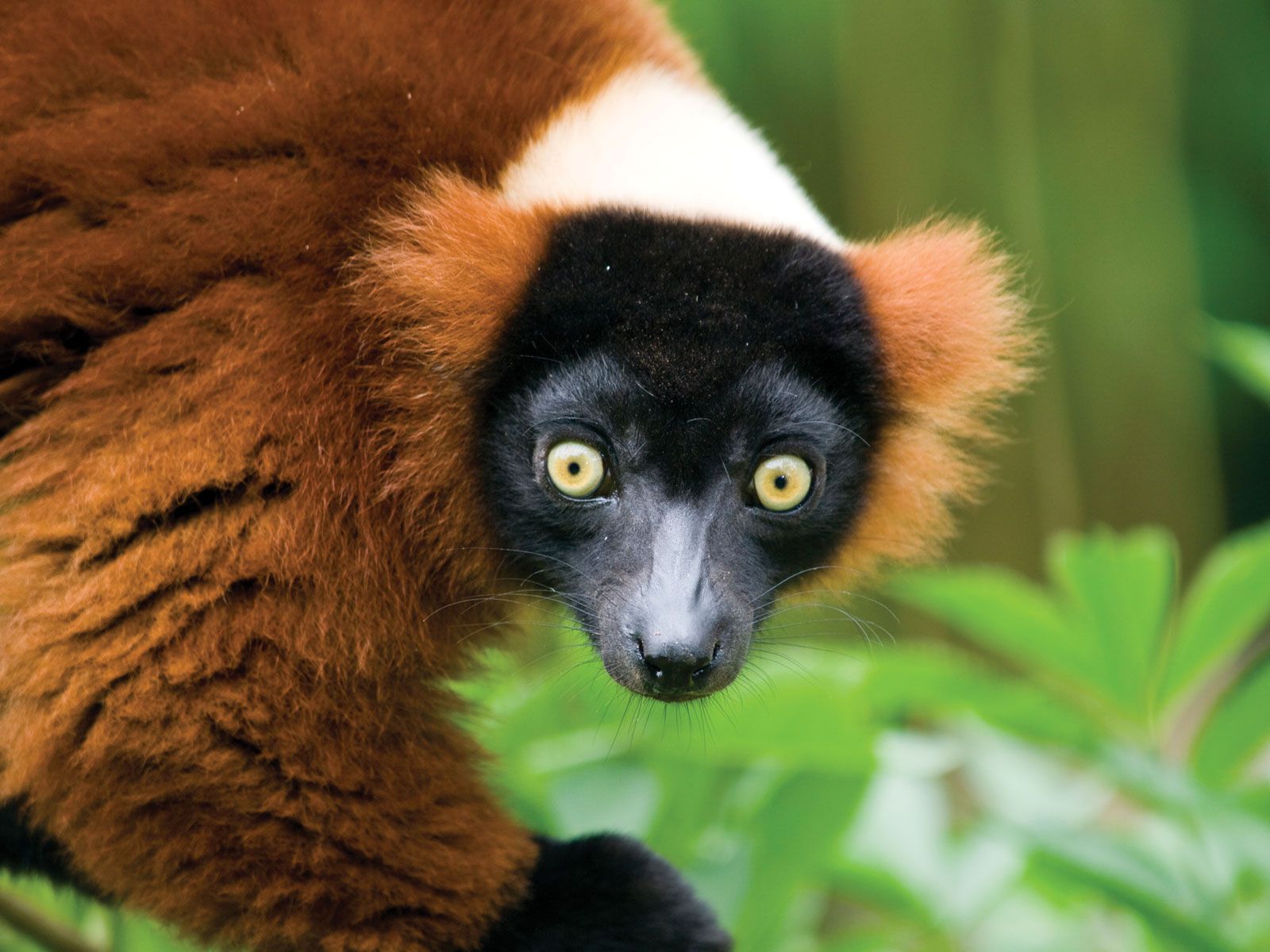 lemur.jpg