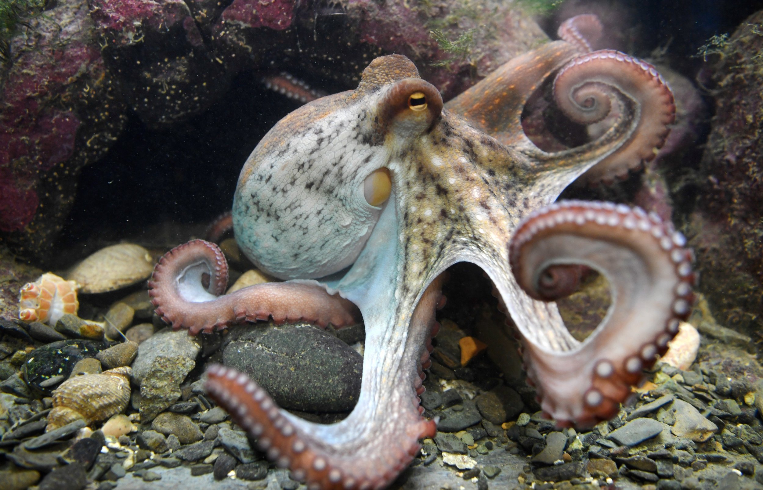 5-17-octopus.jpg