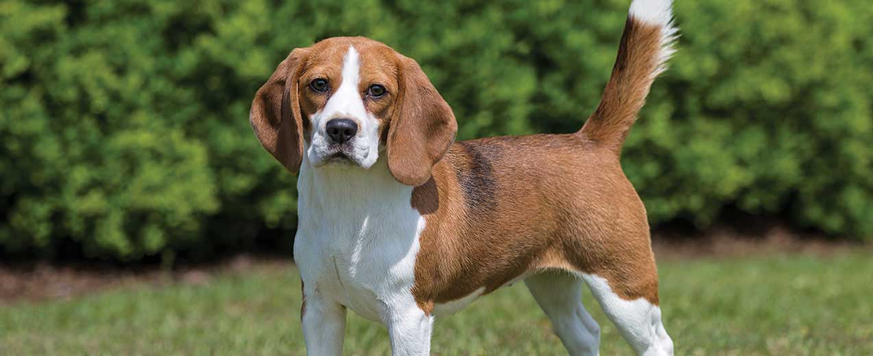 beagle-card-small.jpg