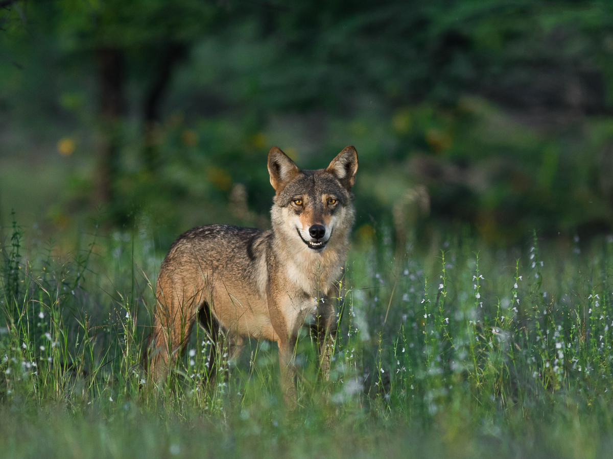 Indian wolf - Wikipedia