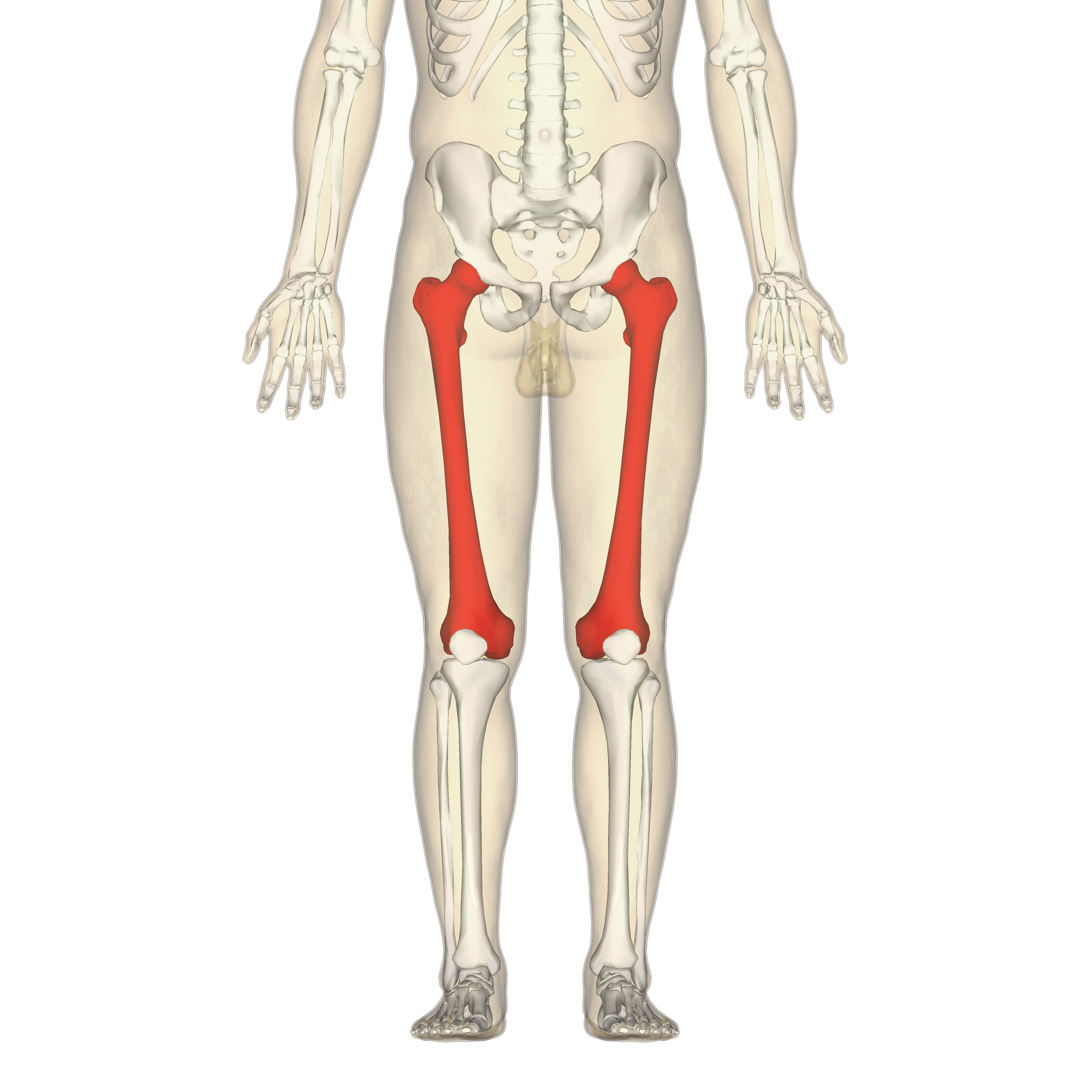 Femur_-_anterior_view2.png