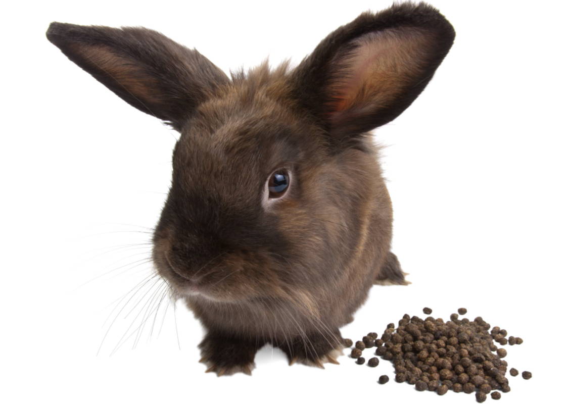 Rabbit Poop - Small Pet Select U.S.