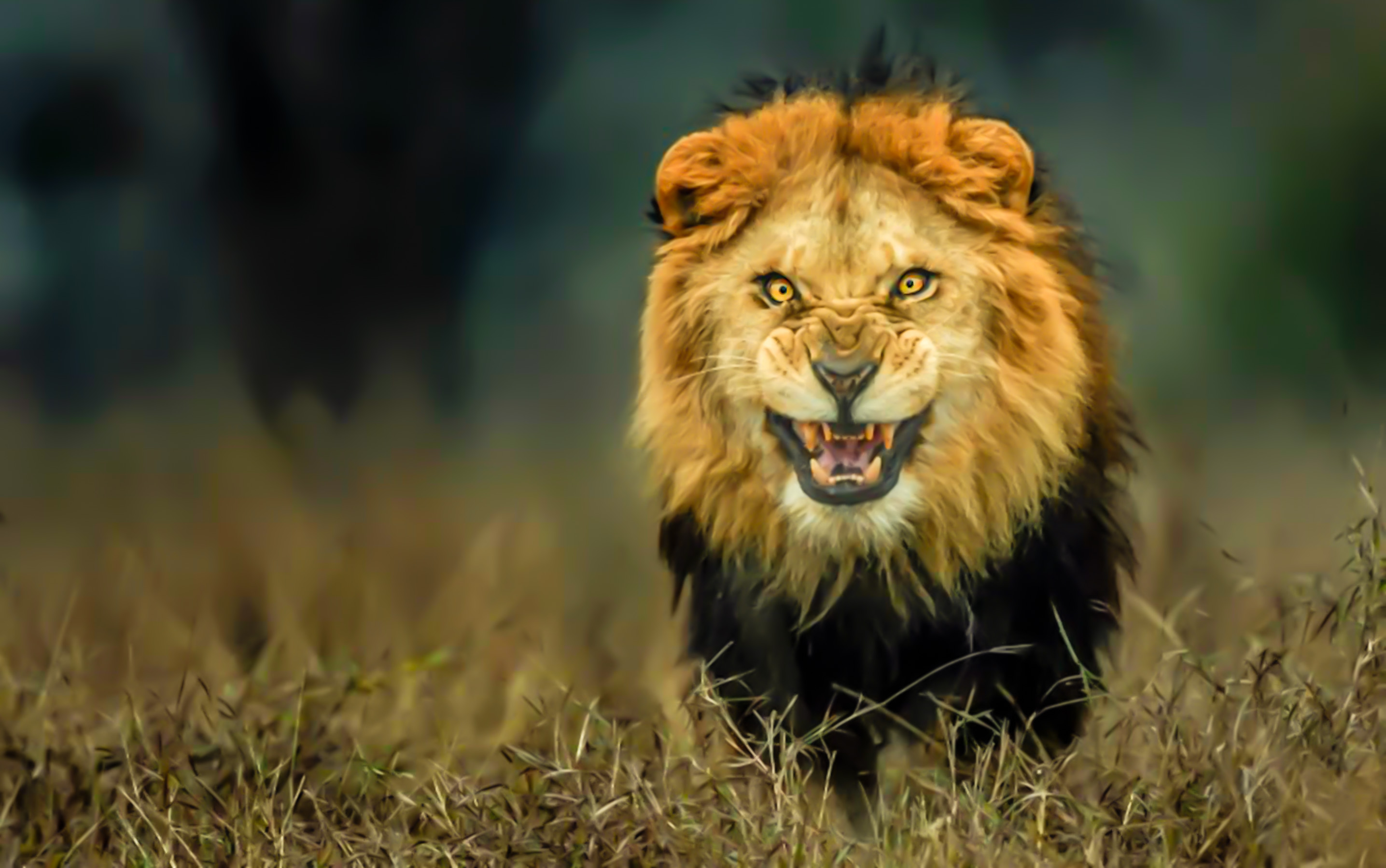 lion-26.jpg