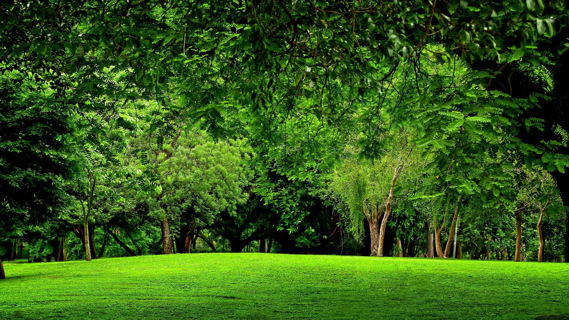 Forest-Backgrounds-HD.jpg