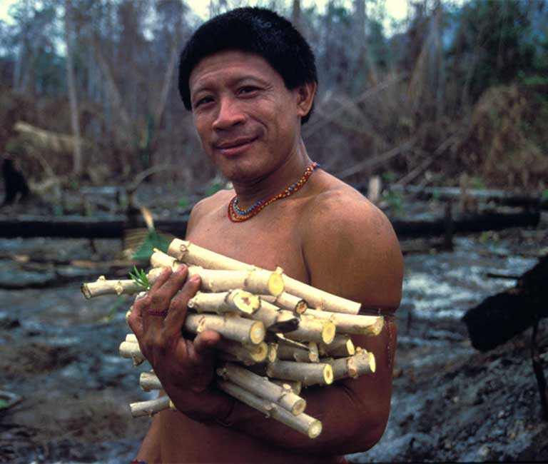 1-arara-.jpg