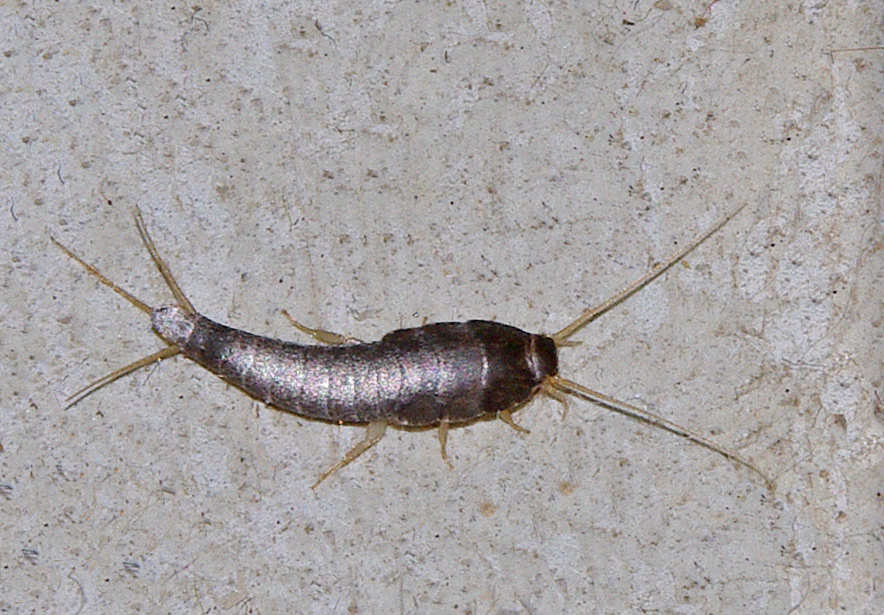 silverfish-3.jpg