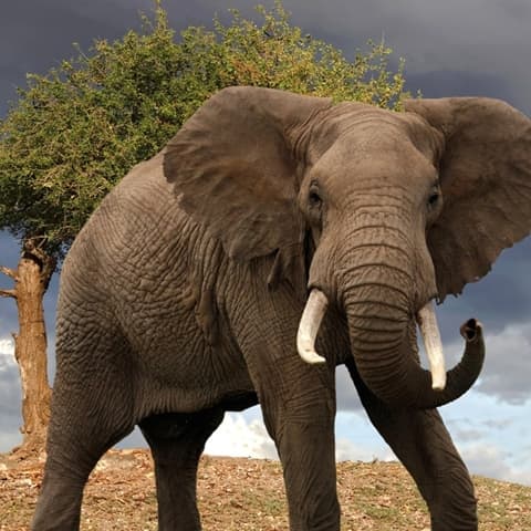 éléphant - LAROUSSE