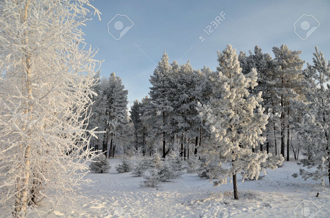 Image result for siberian forest winter