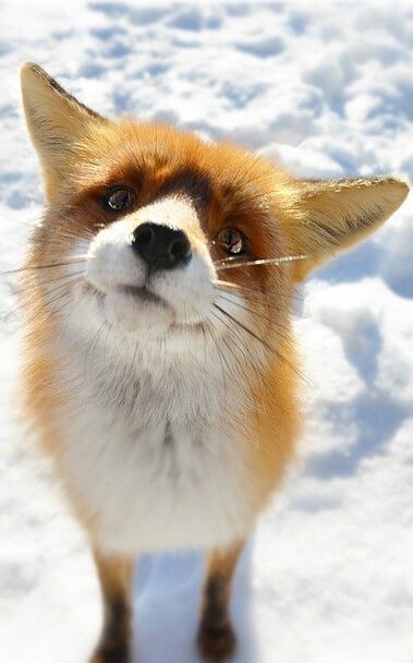 8f6f8607d5dc31abd4c457261dff626b--fox-face-cute-fox.jpg