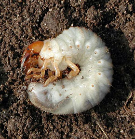 white-grub.jpg